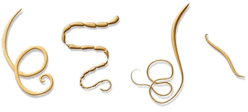 NEOflorax hilft gegen alle bekannten Helminthen